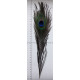 Natural Peacock Feather 25-30 cm/1 pc.
