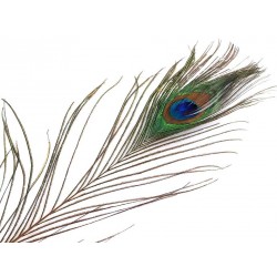 Natural Peacock Feather 70-110 cm/1 pc.