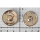 Sew-on Snap Fasteners 25 mm gold, nickel free, rustproof/1 pc.